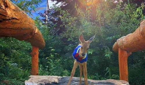 狍子先生爆料视频播放在线观看,独家解析幕后真相  第1张